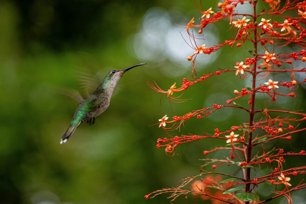 Inicio - CEBSE - CENTRO PARA LA CONSERVACIÓN Y ECO-DESARROLLO DE LA ...