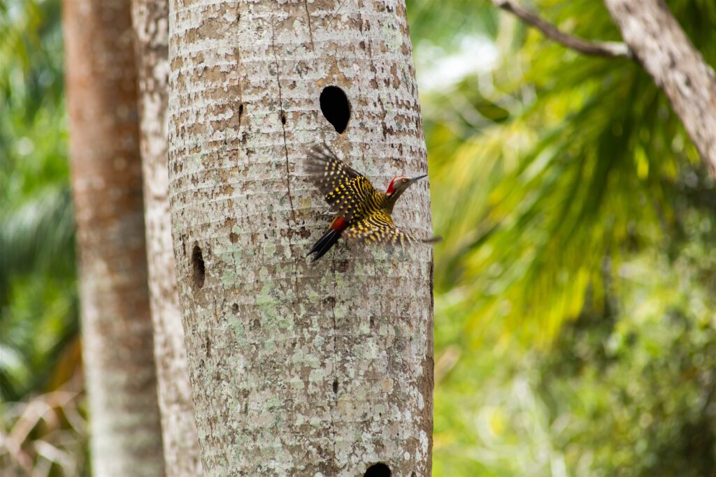 Inicio - CEBSE - CENTRO PARA LA CONSERVACIÓN Y ECO-DESARROLLO DE LA ...