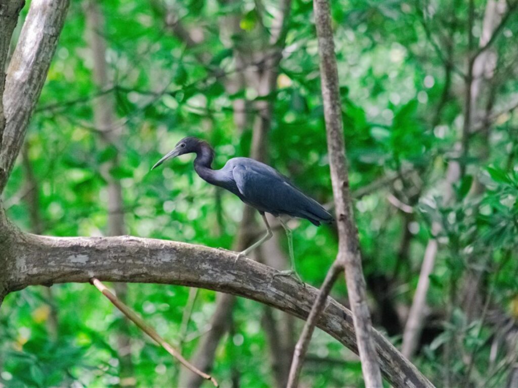 Inicio - CEBSE - CENTRO PARA LA CONSERVACIÓN Y ECO-DESARROLLO DE LA ...