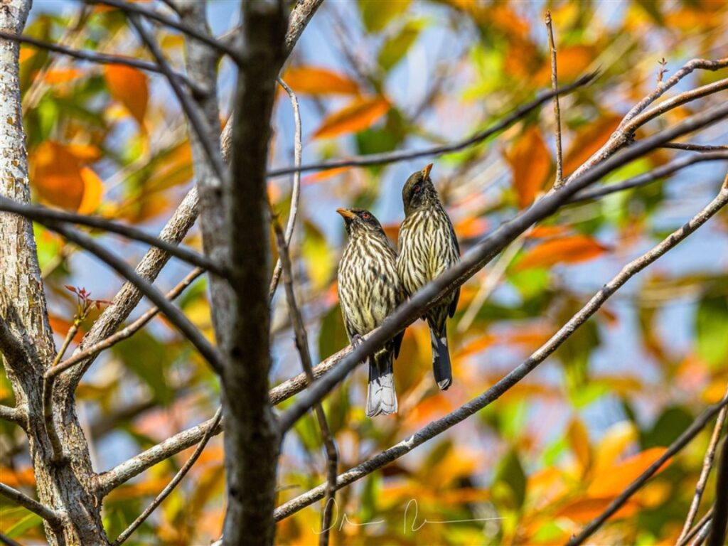 Inicio - CEBSE - CENTRO PARA LA CONSERVACIÓN Y ECO-DESARROLLO DE LA ...